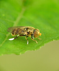 Somekind of hoverfly on green leaf