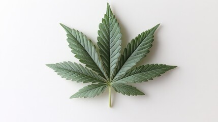 Close-up view of a vibrant green cannabis leaf on a plain white background, showcasing its details