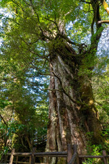 屋久島の紀元杉