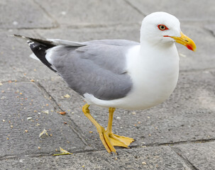 big Gull with yellow beak and webbed paws walks in the town square