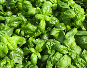 resh green leaves of the basil plant an artomatic herb typical of the Mediterranean