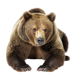 Fototapeta premium brown bear isolated on white