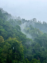 Mist over a rainforest - Bali, Indonesia