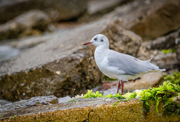 The black-head gull (larus ridibundus)