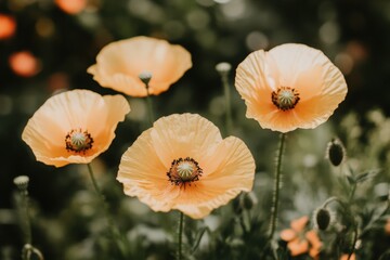 Obraz premium Soft orange poppies in bloom with delicate petals glowing against a blurred green background, capturing a serene and natural garden moment in spring