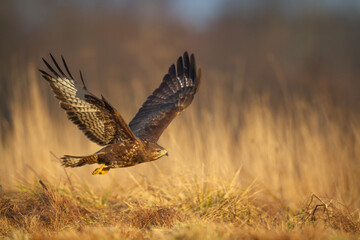 Common buzzard Buteo buteo in the fields in autumn, buzzards in natural habitat, hawk bird on the...