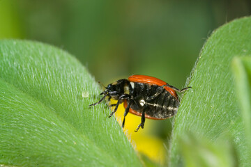 Coccinella, Coccinella 7-punctata, ..(Seven-spot Ladybird). Coccinella septempunctata