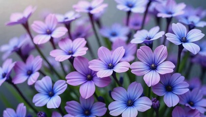 Artistic composition of delicate purple and blue flowers evoking beauty and serenity