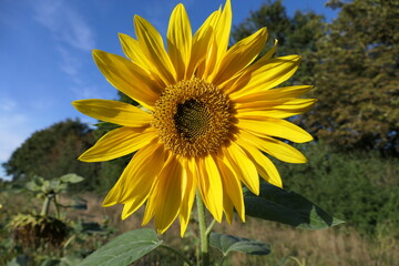 A vibrant sunflower with golden yellow petals and a rich brown center stands tall against a clear blue summer sky. Lush green trees in the background add depth.