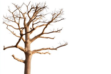 Obraz premium Bare Smooth Tree with Angular Branches against a Bright White Background, Emphasizing Texture and Shape in Nature Photography