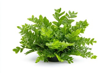 Obraz premium Lush Green Indoor Plant Arrangement Featuring Vibrant Foliage Perfect for Home Decoration and Aesthetic Enhancement in Living Spaces or Offices