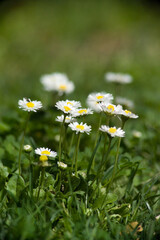 Common Daisy, Lawn Daisy or English Daisy, Bellis perennis, Asteraceae, Sardinia, Italy © antasfoto