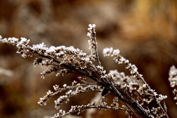 frost on the grass