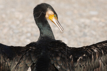 Primer plano de cormoran grande Phalacrocorax carbo con sedal de pesca alrededor de su cuello, Alicante, España