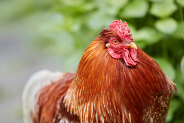 Close. up of brown rooster isolated on blurred background