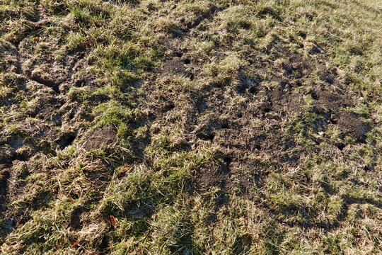 W&uuml;hlmausg&auml;nge . W&uuml;hlm&auml;use . Root voles . Mouse holes . Mausl&ouml;cheres