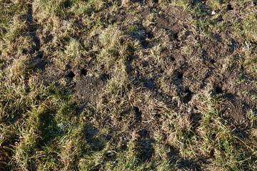 Wühlmausgänge . Wühlmäuse . Root voles . Mouse holes . Mauslöcher