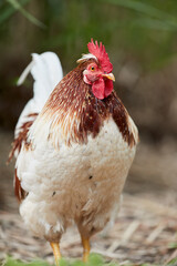 Close up of standing rooster free range