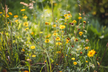 A vibrant meadow with yellow wildflowers blooming in the sunlight, surrounded by lush green grass. The warm glow and soft focus create a peaceful and natural atmosphere, symbolizing summer,