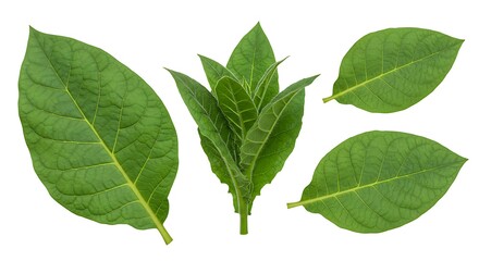 Obraz premium Fresh Tobacco Leaves Isolated on White Background for Agricultural Use