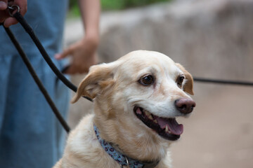 Mixed breed dog canine rescue pet portrait phography