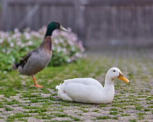 Two Indian runner ducks on court yard