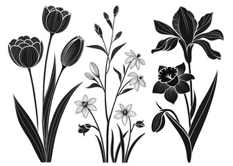 Vector black silhouettes of beautiful  spring flowers tulips, narcissus and iris on a white background