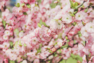 A lush branch covered in delicate pink blossoms in full bloom, surrounded by fresh green leaves. soft sunlight enhances the beauty of spring, symbolizing renewal, romance, and fleeting charm of nature