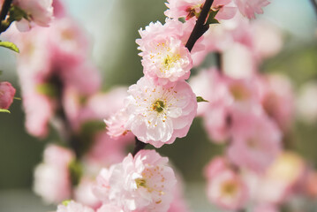 Close-up of delicate pink blossoms on a tree branch, bathed in soft sunlight. intricate petals and golden stamens highlight the beauty of spring, symbolizing renewal, love, and fleeting nature of life