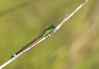 Blue-tailed Damselfly (Ischnura elegans) adult male resting on a rush stem