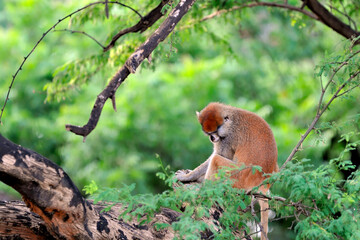 Patas dans le jungle