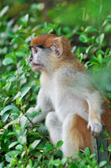 Naklejka premium Singe roux