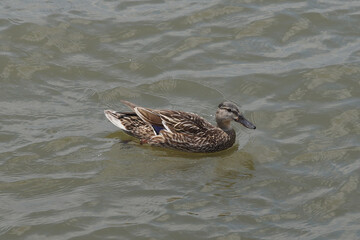 Duck swimming on rippling water, with brown and gray feathers and serene appearance, aquatic habitat