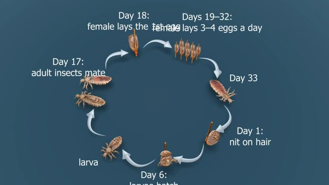 Head lice life cycle
