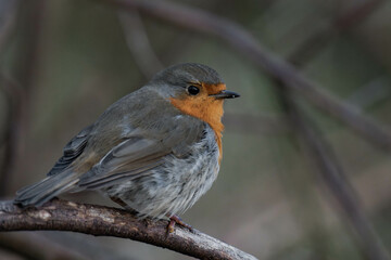 European robin (Erithacus rubecula) on a tree branch.