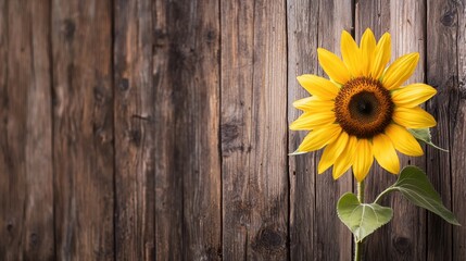 Obraz premium A sunflower against a rustic wooden fence, soft and natural lighting