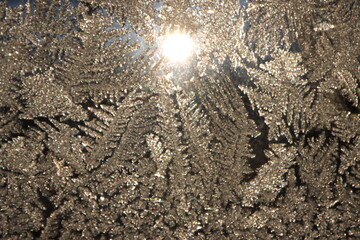 Winter Saskatchewan Scenery with animals, frost, fog, abandoned places, churches and more.