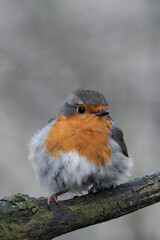 European robin (Erithacus rubecula) on a tree branch.