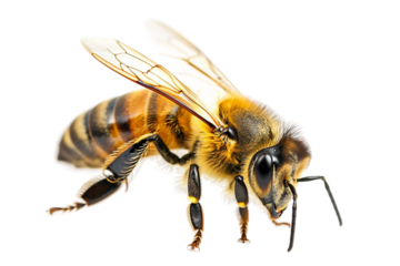 Cute blueberry bee resting on a berry, a perfect illustration of pollination isolated on transparent background