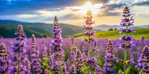 Wildflowers: Nepeta Nuda Blooming in a Sunny Meadow Landscape