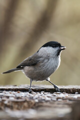 Fototapeta premium Marsh tit (Poecile palustris) standing on a tree stump.
