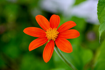 orange flower in the garden