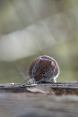 Bank vole (Clethrionomys glareolus) sitting on a tree stump and eating some bird seeds.