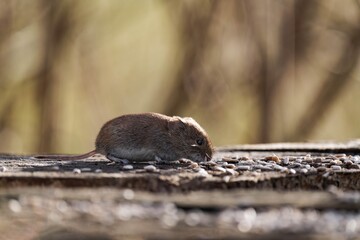 Obraz premium Bank vole (Clethrionomys glareolus) sitting on a tree stump and eating some bird seeds.