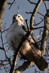 Common buzzard (Buteo buteo) sitting on a tree branch. Daytime and blue sky.