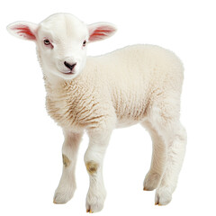 Obraz premium sheep and lamb