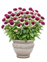 Vibrant flower arrangement indoor garden floral display home decor aesthetic serenity