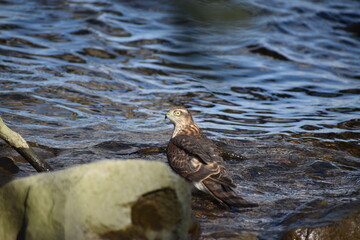 Sparrow hawk in river