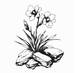 Flowers Rock Images. Flower Growing In Rock image vector isolated on white background.