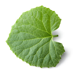 melon leaf isolated on white background. clipping path